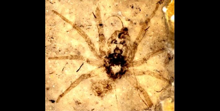 &ldquo;Oh What A Tangled Web We Weave, When At First We Practice to Deceive&rdquo;&ndash;Alleged 165 Million Year Old Spider Looks Just Like 165 Day Old Spider