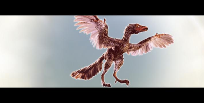 Bird-brained Dinosaur to Bird Proponents Get Wings Clipped, Eat Crow: The Archaeoraptor Hoax