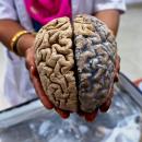 Human Brain is More Powerful than All Computers Ever Made
