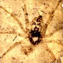 &ldquo;Oh What A Tangled Web We Weave, When At First We Practice to Deceive&rdquo;&ndash;Alleged 165 Million Year Old Spider Looks Just Like 165 Day Old Spider