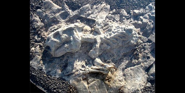 The Boneyards: Karoo 800 Billion Vertebrate Fossils at One Site-Plus Other Bones