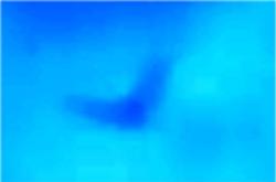 Unknown flying creature at 35,000 feet - Dragon or Thunderbird?