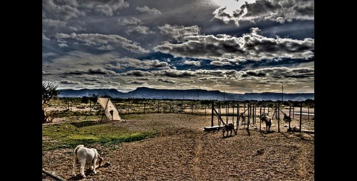 The Boneyards: Karoo 800 Billion Vertebrate Fossils at One Site-Plus Other Bones