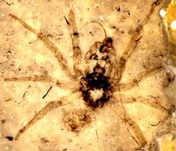 “Oh What A Tangled Web We Weave, When At First We Practice to Deceive”–Alleged 165 Million Year Old Spider Looks Just Like 165 Day Old Spider